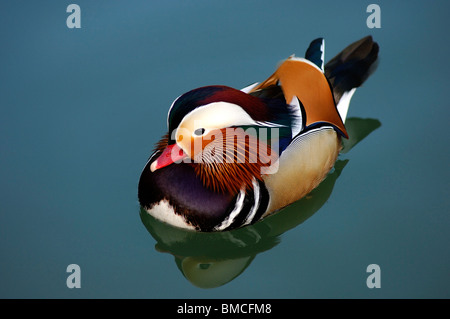 Canard Mandarin mâle, Aix galericulata Banque D'Images