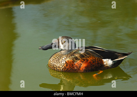 Australasian mâle Canard souchet (Anas rhynchotis) Banque D'Images