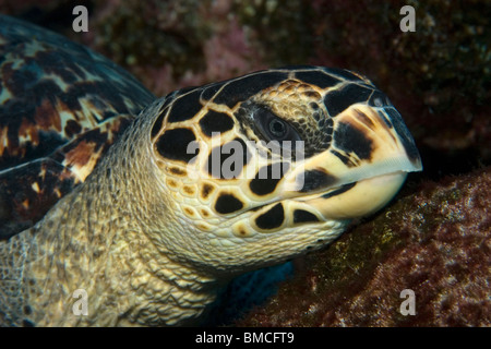 La tortue imbriquée, Eretmochelys imbricata, reposant sur le bas, Saint Pierre et Saint Paul's Rocks, le Brésil, l'Océan Atlantique Banque D'Images