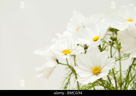 Cosmos sonata blanc' à la fin du printemps Banque D'Images