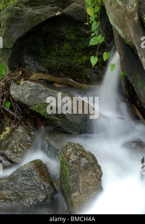 Olakkayam elanjippara de petit ruisseau Cascade de thrissur, Kerala, Inde, Asie Banque D'Images