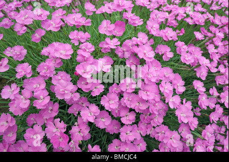 Rose Dianthus Plumarius commun, dans le jardin, Franconia, Bavaria, Germany Banque D'Images