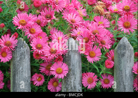 Aster de la Nouvelle Angleterre avec clôture en bois, Suisse Banque D'Images