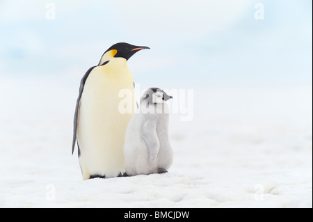 Portrait de l'empereur des pingouins, Snow Hill Island, l'Antarctique Banque D'Images