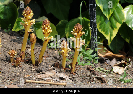 L'Orobanche (Orobanche hederae Ivy) croissant dans parterre Banque D'Images