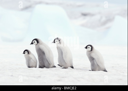 Manchot Empereur Chicks, Snow Hill Island, Péninsule Antarctique, l'Antarctique Banque D'Images