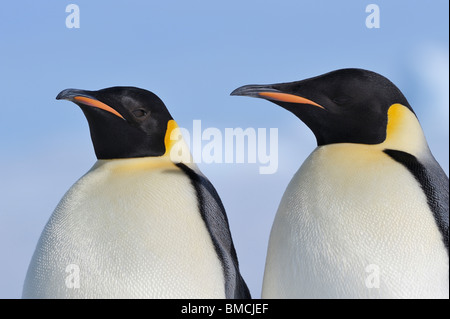 Portrait de l'empereur des pingouins, Snow Hill Island, l'Antarctique Banque D'Images