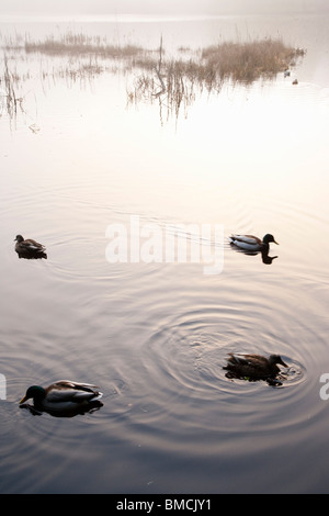 Canards dans l’étang Banque D'Images