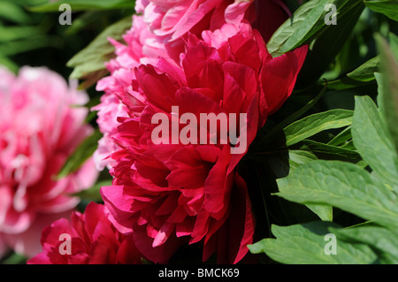 Les Pivoines (Paeonia lactiflora var rubra) Banque D'Images