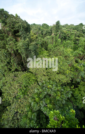 Forêt Amazonienne, Sacha Lodge, Équateur Banque D'Images
