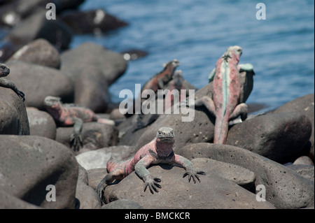 Iguanes marins, Isla Espanola, îles Galapagos, Equateur Banque D'Images