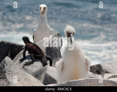 Fous masqués et iguane marin, Isla Espanola, îles Galapagos, Equateur Banque D'Images