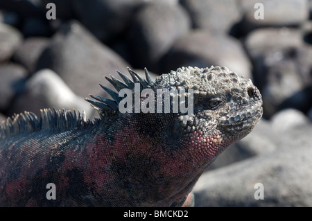 Iguane marin, Isla Espanola, îles Galapagos, Equateur Banque D'Images