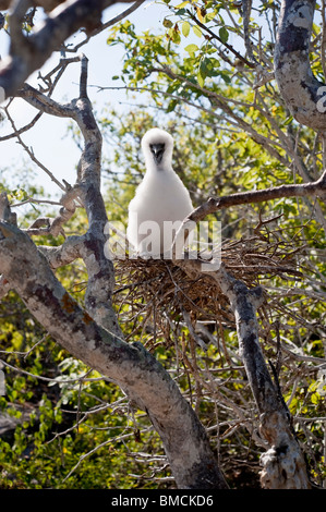 Fou masqué Chick, l'île de Genovesa, îles Galapagos, Equateur Banque D'Images