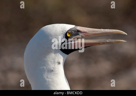 Fou masqué, l'île de Genovesa, îles Galapagos, Equateur Banque D'Images