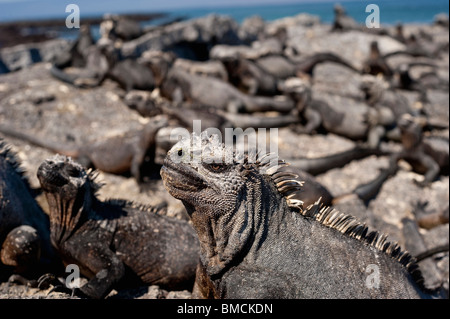 Iguanes marins, îles Galapagos, Equateur Banque D'Images