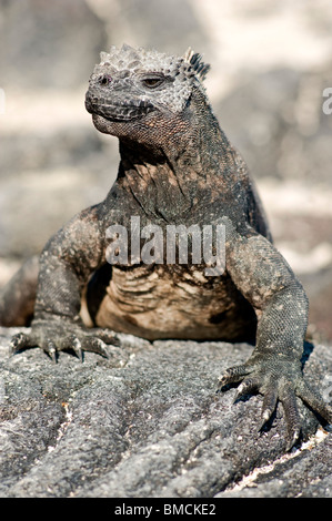 Iguane marin, îles Galapagos, Equateur Banque D'Images