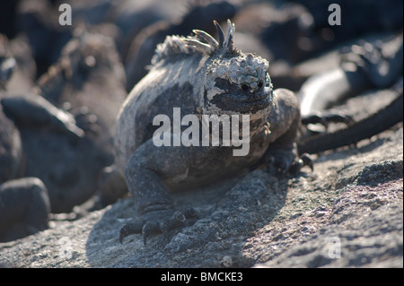 Iguane marin, îles Galapagos, Equateur Banque D'Images