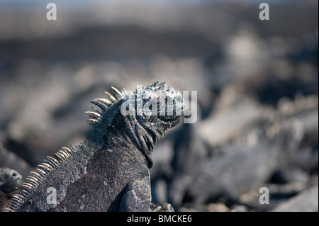 Iguane marin, îles Galapagos, Equateur Banque D'Images