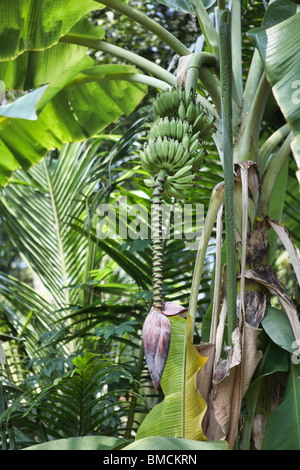 Fleur de bananier et bananes poussant sur un arbre, de l'Inde Banque D'Images