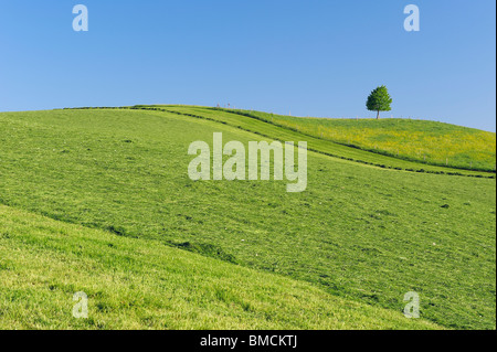 Lime Tree, Bavaria, Germany, Europe Banque D'Images