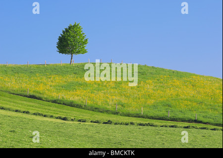 Lime Tree, Bavaria, Germany, Europe Banque D'Images