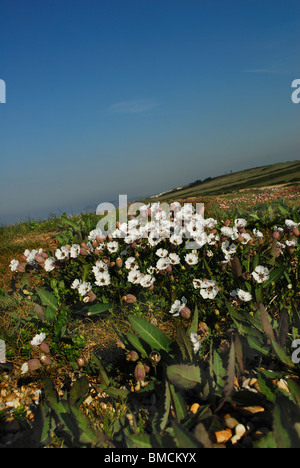 Campion dans la mer fleur sur Cogden Beach, Dorset, UK Mai 2010 Banque D'Images