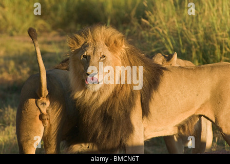 Deux lions mâles adultes en close-up, Panthera leo - Avril, Okonjima, Damaraland, Namibie, Afrique du Sud Banque D'Images