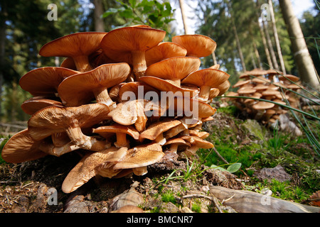 Champignon de miel (Armillaria mellea), arbre à Snag, Allemagne, Rhénanie-Palatinat Banque D'Images