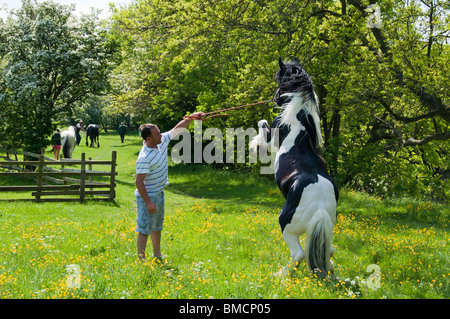 Merlin, un vieux de cinq ans gypsy vanner debout sur ses pattes arrière avec son maître Banque D'Images