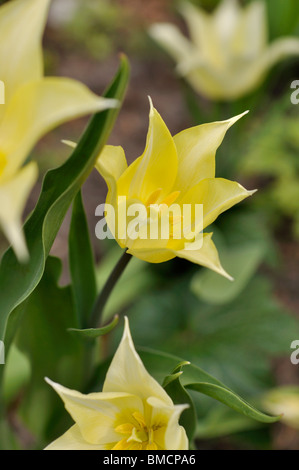 Lily-flowered tulip (tulipa élégance blanche) Banque D'Images