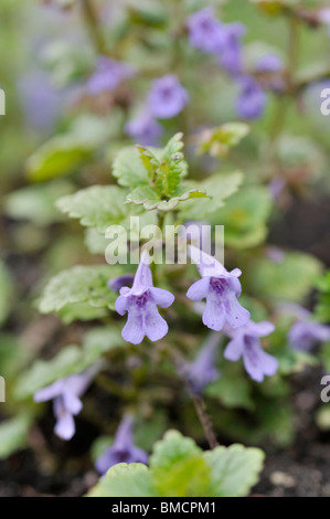 Le lierre terrestre (Glechoma hederacea) Banque D'Images