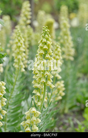 (Fritillaria persica persian cloches cloches 'ivory') Banque D'Images