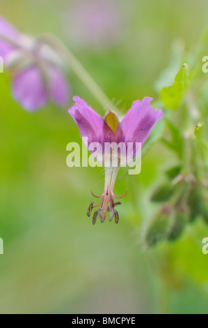 Géranium sanguin (geranium phaeum sombre) Banque D'Images