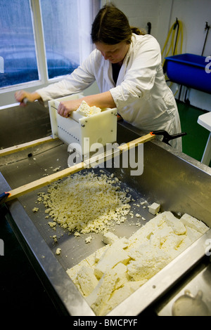 Jennie fromager traditionnel Irlande Simple et Double Gloucester fromages. Standish Park Farm. Oxlynch. Le Gloucestershire. United Kingdom. Banque D'Images