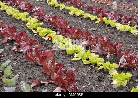 Kohlrabi (Brassica oleracea var. Gongyloides) et laitue (Lactuca sativa var. Capitata) Banque D'Images