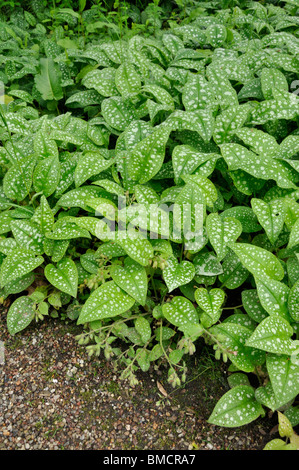 Pulmonaire officinale (Pulmonaria officinalis commune) Banque D'Images