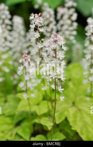 (Foamflower tiarella polyphylla) Banque D'Images