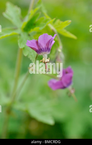 Géranium sanguin (geranium phaeum sombre) Banque D'Images