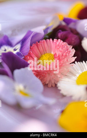 Daisy (commune) Bellis perennis cornu et pensées (viola cornuta), fleurs coupées sur une plaque Banque D'Images