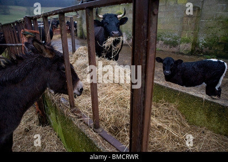 Âne debout dans la pluie à une mangeoire à vache et veau. Le Gloucestershire. United Kingdom. Banque D'Images