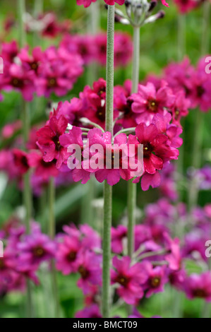 Primrose Primula pulverulenta (en poudre) Banque D'Images