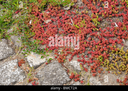 (Goldmoss stonecrop Sedum acre) Banque D'Images