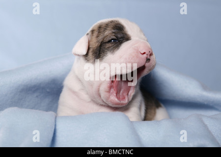 Bebe Bouledogue Americain Photo Stock Alamy Bebe Bouledogue Americain Photo Stock Alamy