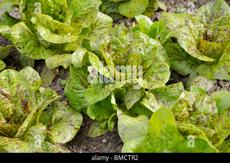 Cos de la laitue (Lactuca sativa var. longifolia) Banque D'Images