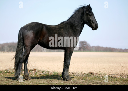 Friese / Cheval Frison Banque D'Images