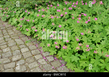 Géranium sanguin (geranium macrorrhizum bigroot) Banque D'Images