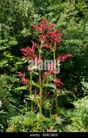 La Turquie rhubarbe (Rheum palmatum) Banque D'Images