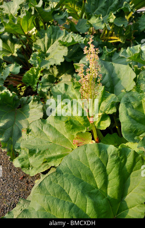 La rhubarbe chinoise (rheum officinale) Banque D'Images