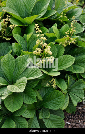 Rodgersia aesculifolia Banque D'Images